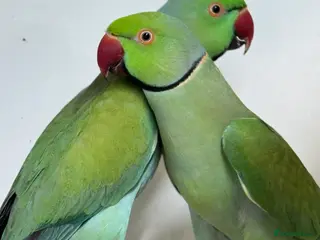 Parrots birds Turquoise Ringneck cocks - Advert 4