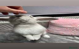 English Lop rabbits for sale: grey lop for sale  - Image 2
