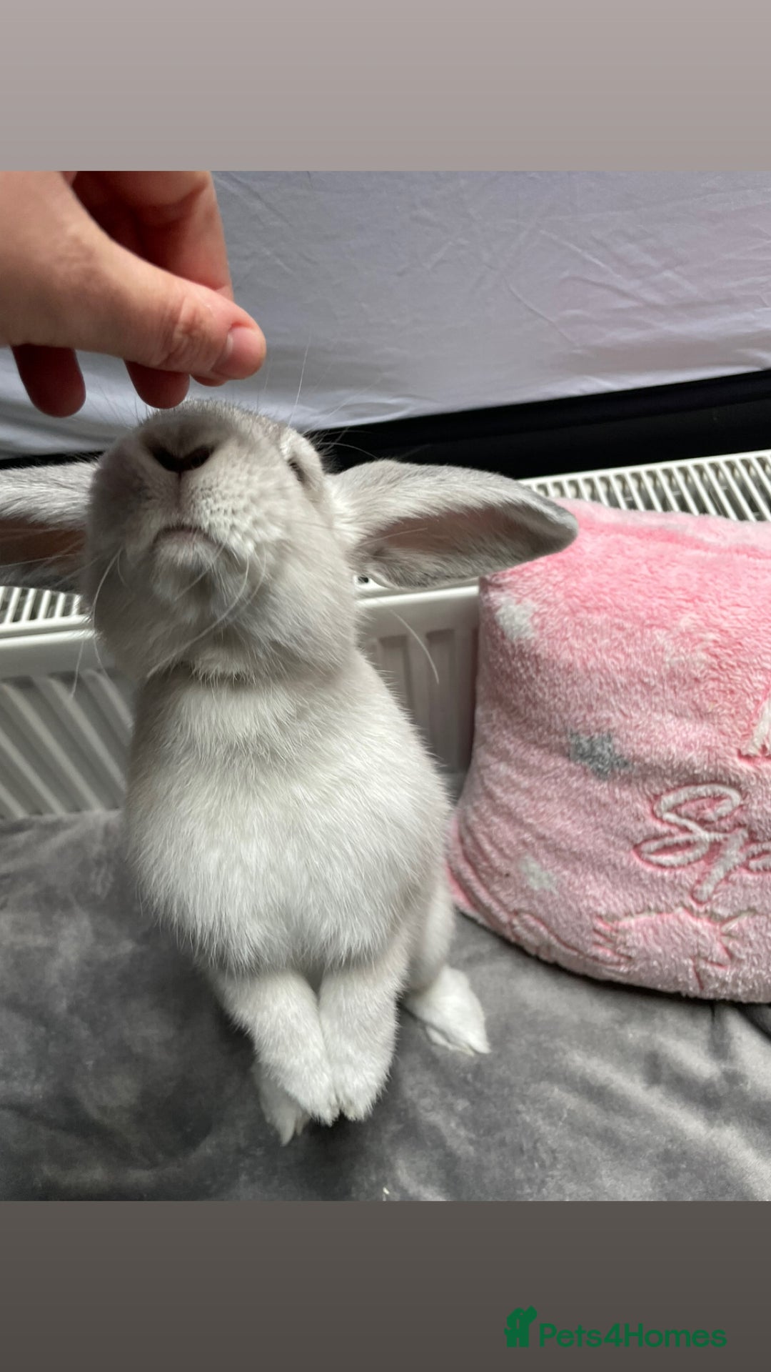 English Lop rabbits for sale: grey lop for sale  - Image 2