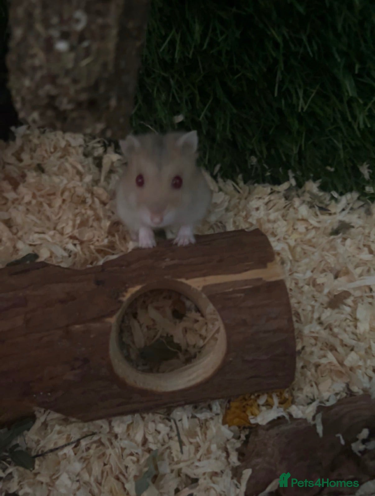Hamster rodents FREE Hamster  - Advert 1