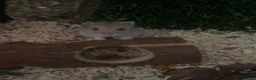 Hamster rodents for sale: FREE Hamster  - Advert 1