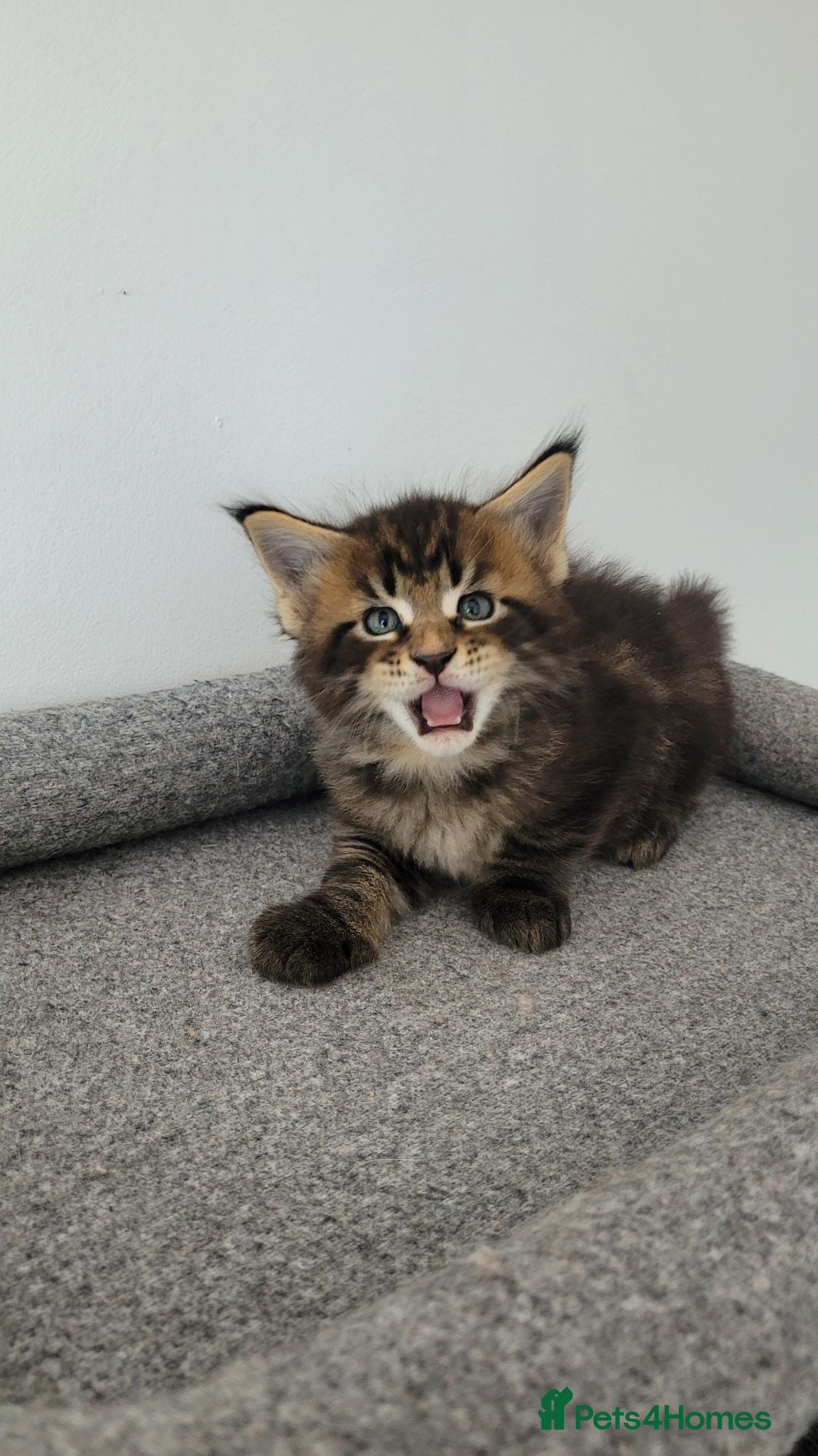 Maine Coon cats Tica registered maine coon kittens  - Advert 2