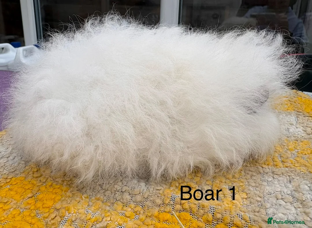 Guinea Pig rodents for sale: Swiss Boars and a Sow - Advert 8