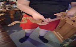 Corn Snake reptiles for sale: Corn snakes  - Image 1
