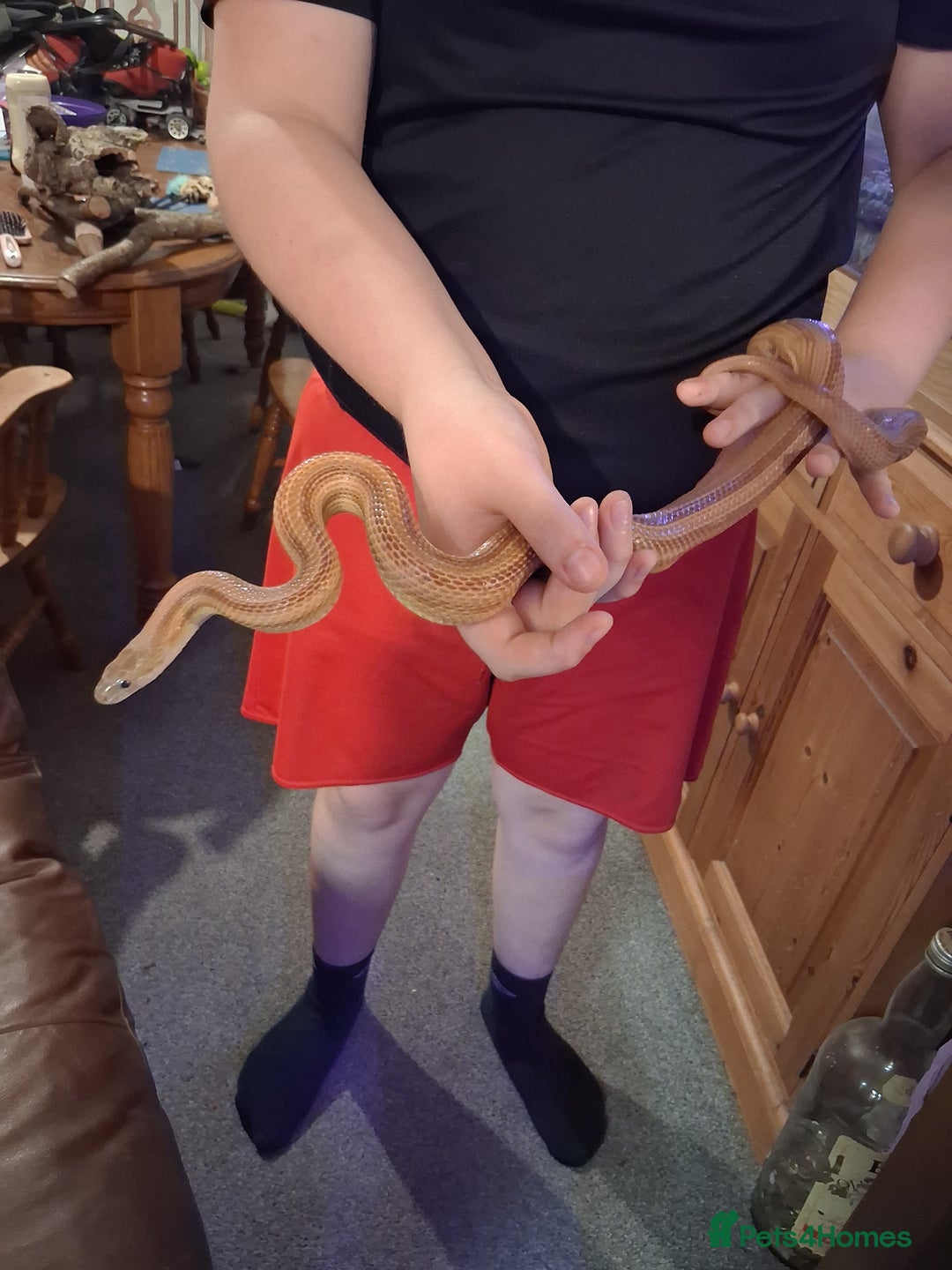 Corn Snake reptiles for sale: Corn snakes  - Image 1