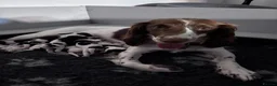 English Springer Spaniel dogs for sale: KC Registered English Springer Spaniel puppies - Advert 5