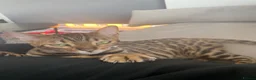 Bengal cats for sale: Stunning Bengal Cat looking for new home - Advert 2