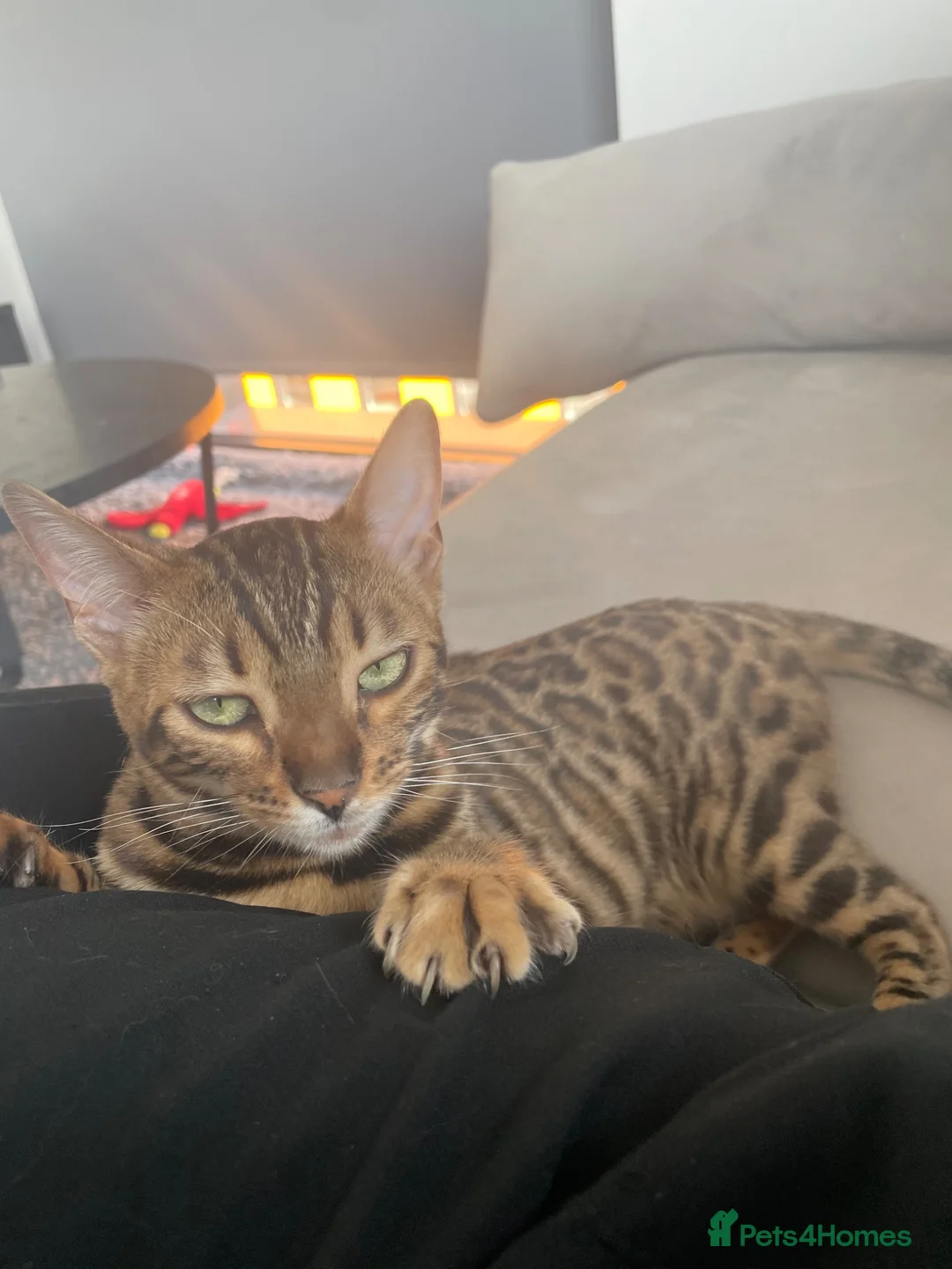 Bengal cats for sale: Stunning Bengal Cat looking for new home - Advert 2