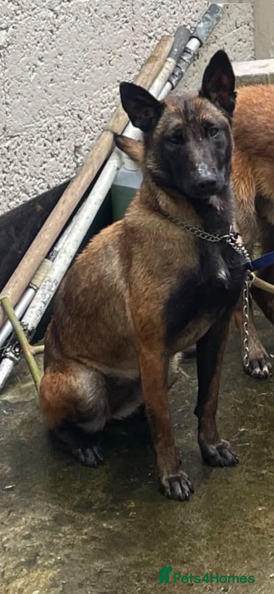 Belgian Shepherd Dog dogs Purebred Belgian Malinois Pups - Advert 1