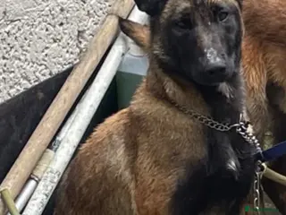 Belgian Shepherd Dog dogs Purebred Belgian Malinois Pups - Advert 1