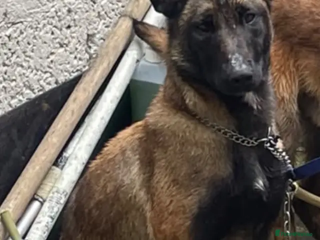 Belgian Shepherd Dog dogs for sale: Purebred Belgian Malinois Pups - Advert 1