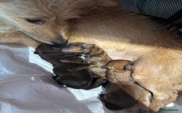 Mixed Breed dogs for sale: Jorkie male  - Image 6
