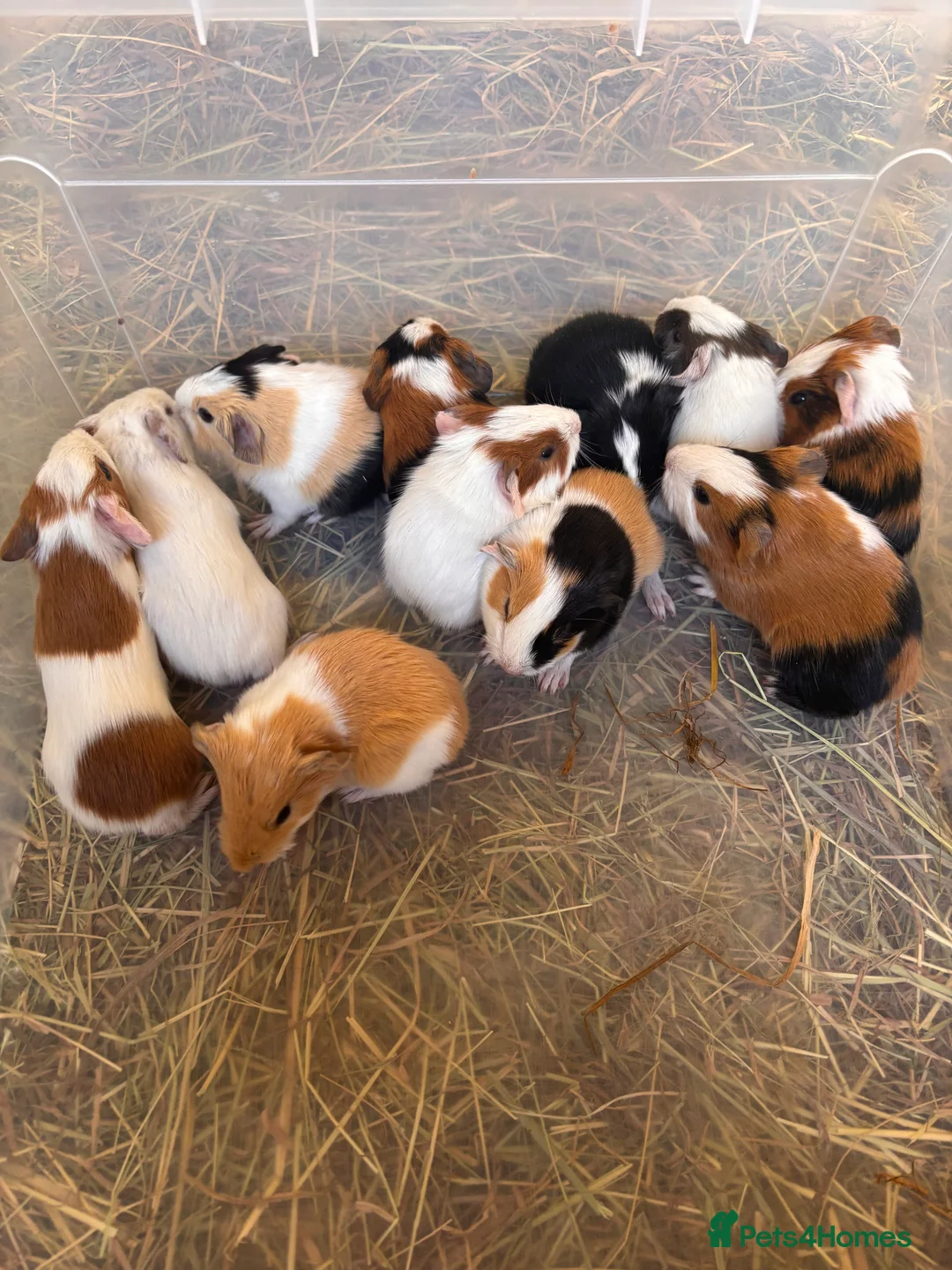 Guinea Pig rodents for sale: Baby Guinea Pigs  in Knighton - Advert 2
