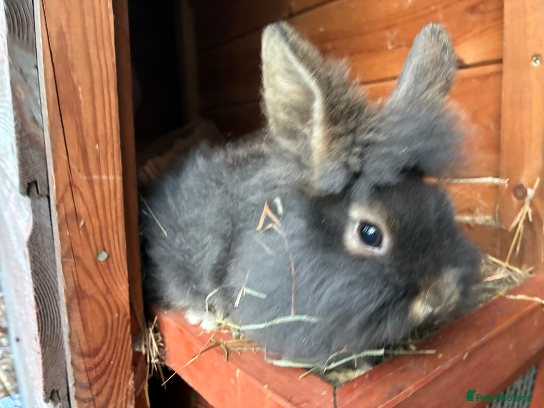 Lionhead rabbits for sale: Last 2 lionhead baby boys - Advert 14