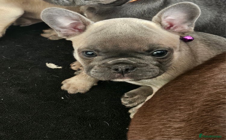 French Bulldog dogs - Advert 9