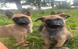 Mixed Breed dogs for sale: German shepherd x Belgian shepherd puppies - Image 30