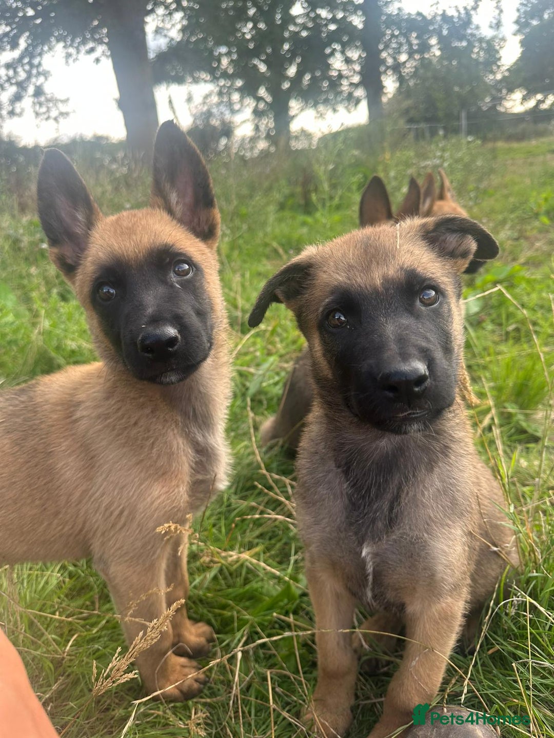 Mixed Breed dogs for sale: German shepherd x Belgian shepherd puppies - Image 30
