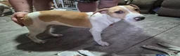 Lurcher dogs for sale: Last handsome Male lurcher puppy - Advert 7