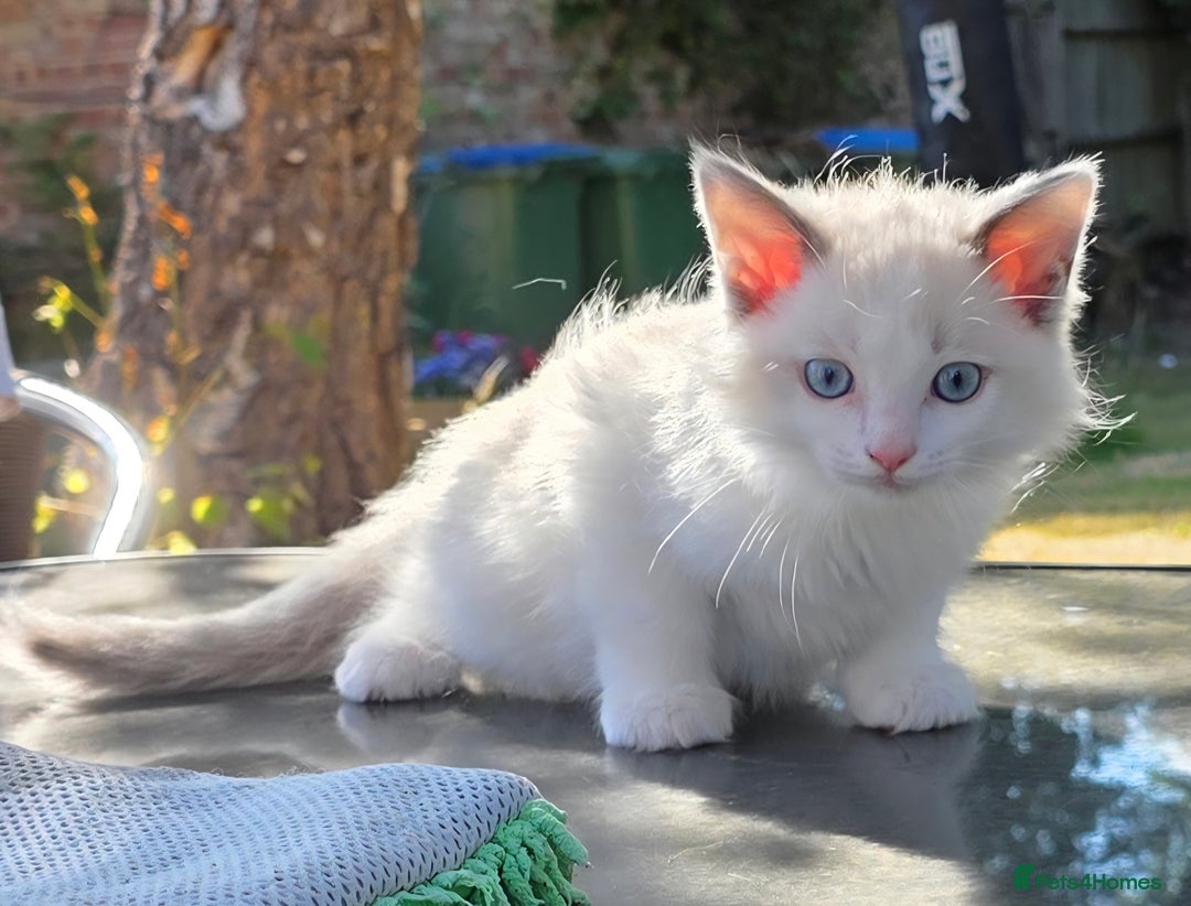 Ragdoll cats for sale: GCCF REGISTERED RAGDOLL KITTENS - Image 14