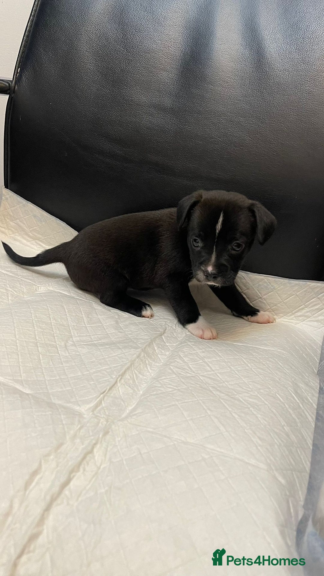 Mixed Breed dogs for sale: French bulldog mixt - Advert 9