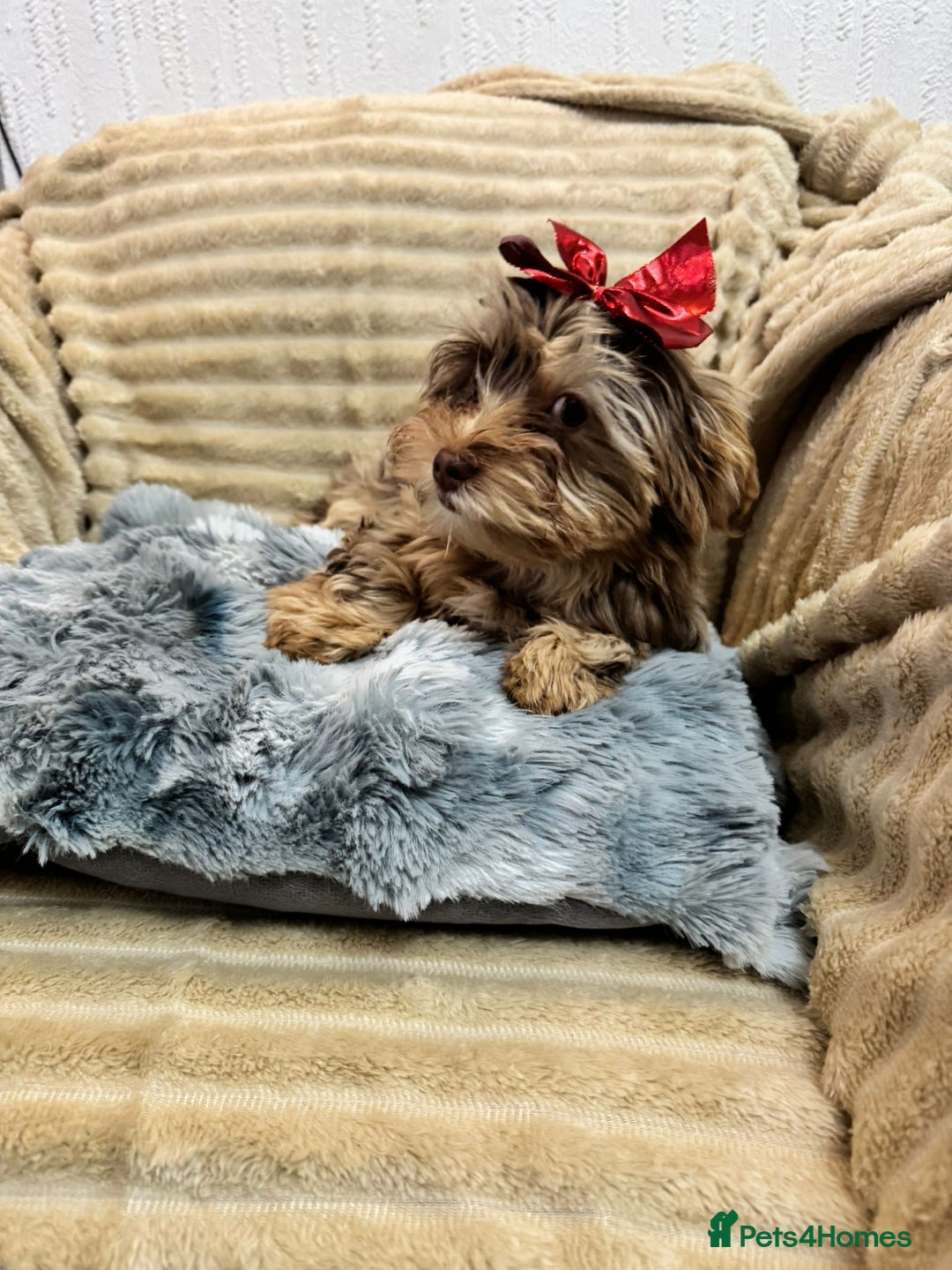 Yorkshire Terrier dogs for sale: Yorkshire Terrier – Merle / Chocolate puppies**    - Advert 31