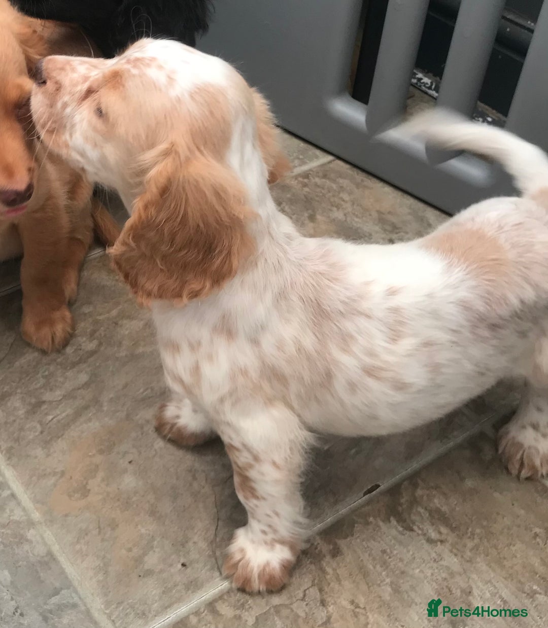Sprocker dogs for sale: Sprocker pups  - Image 6