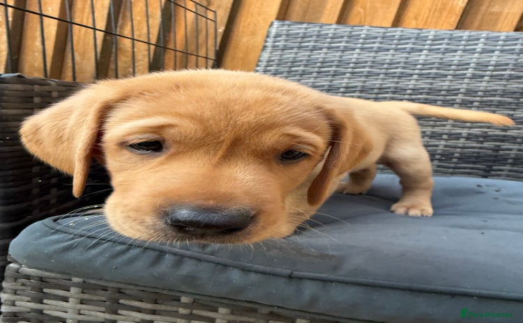 Labrador Retriever dogs - Advert 2