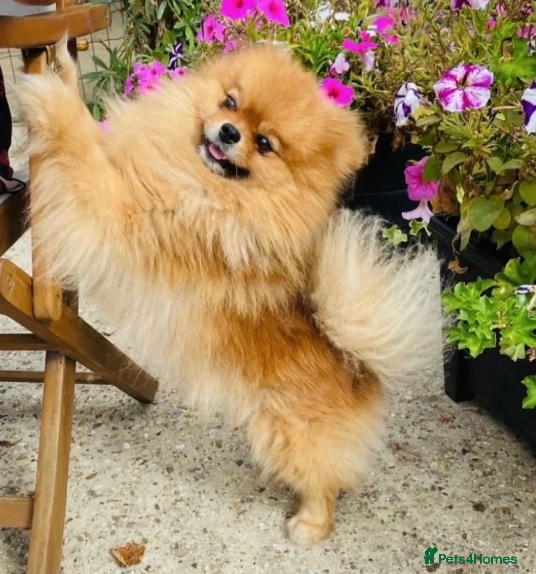 Pomeranian dogs for sale: Beautiful Pomeranian  - Advert 8