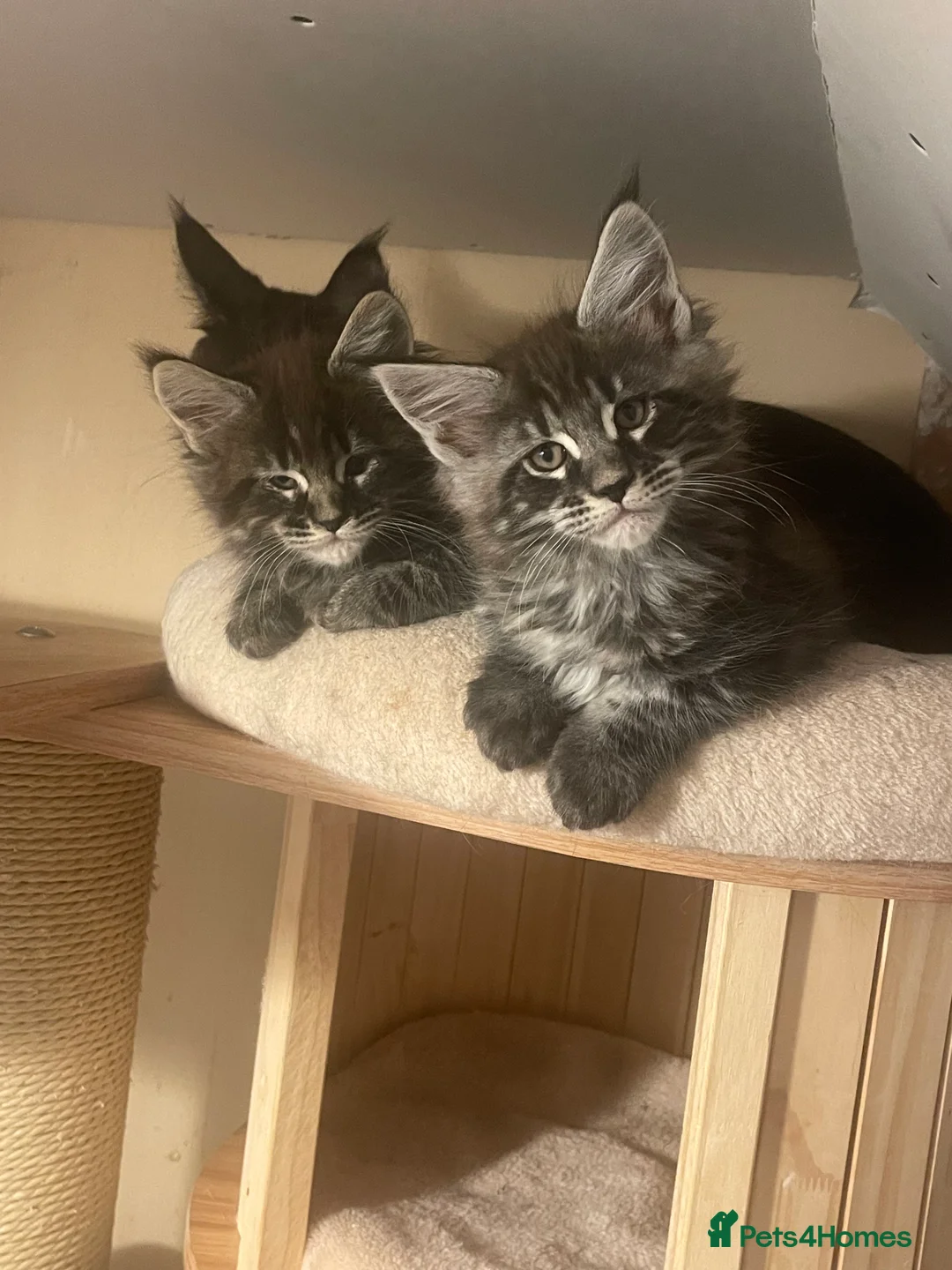 Maine Coon cats for sale: Maine coon - Advert 7
