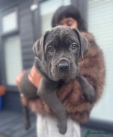 Mixed Breed dogs - Advert 3