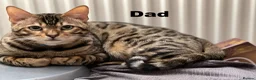 Bengal cats for sale: Snow Bengal 12 weeks GIRL kitten for sale  - Advert 3