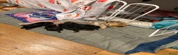 Yorkshire Terrier dogs for sale:  5- Adorable Yorkshire Terrier Puppies  in Croydon - Advert 12