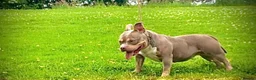 American Bully dogs for sale: Extreme muscle tone pocket bully in Antrim - Advert 1