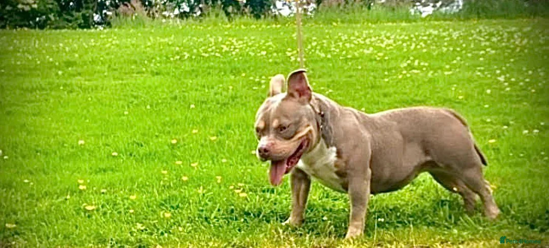 American Bully dogs for sale: Extreme muscle tone pocket bully in Antrim - Advert 1