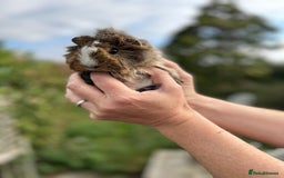 Guinea Pig rodents for sale: Stunning baby guinea pigs  - Image 12