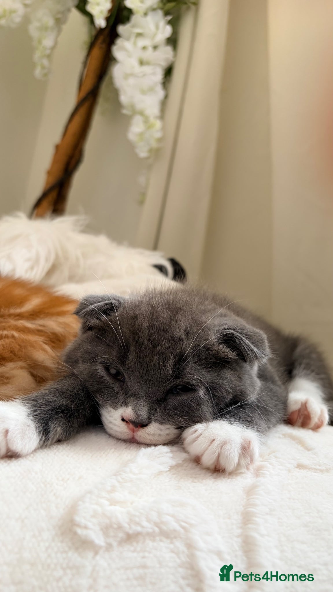 Scottish Fold cats for sale: Scottish fold, Maine coon x in Newmarket - Advert 11