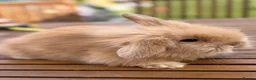 Mini Lion Lop rabbits for sale: 4 baby mini lion lop bunnies - Advert 10