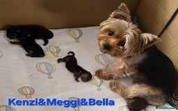 Yorkshire Terrier dogs for sale: Miniature Yorkshire Terrier Puppies - Image 22