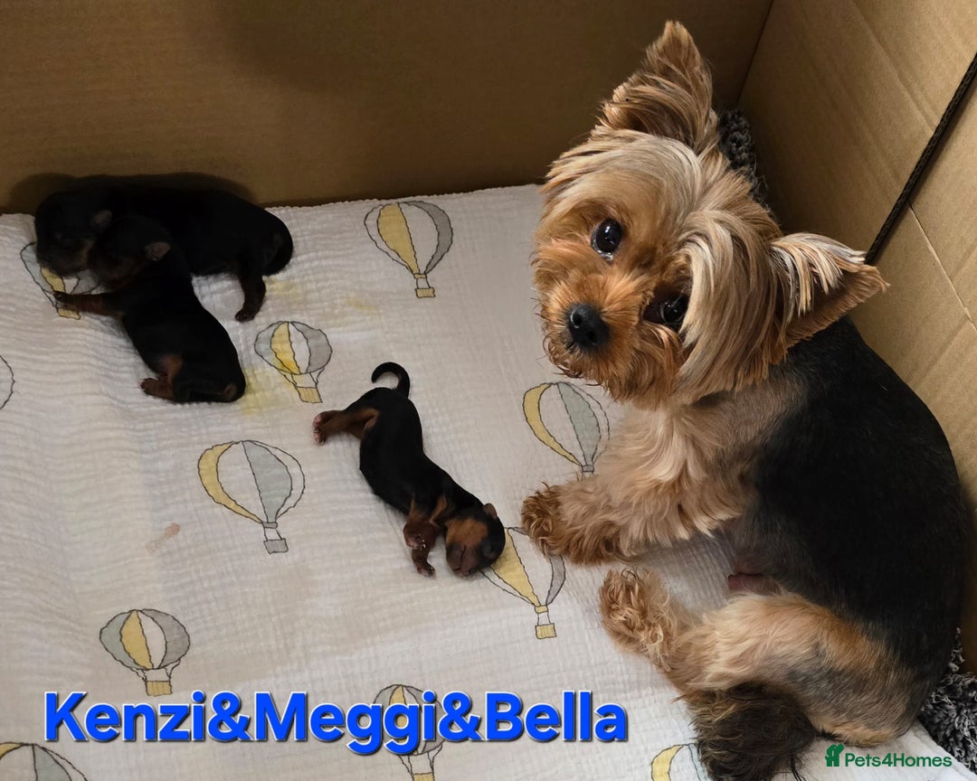 Yorkshire Terrier dogs for sale: Miniature Yorkshire Terrier Puppies - Image 22