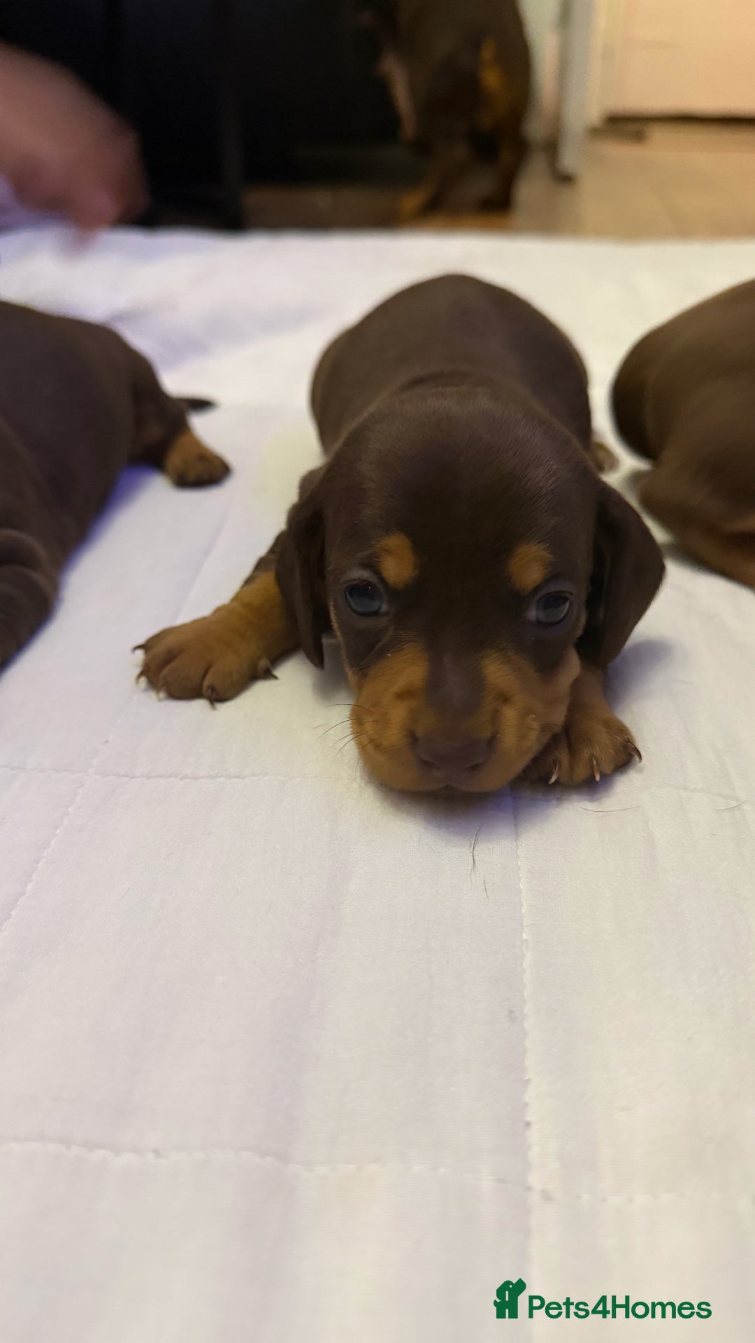 Miniature Dachshund dogs for sale: Chocolate & Tan Smooth haired - mini dachshund - Image 7