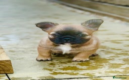 French Bulldog dogs for sale: Full Fluffy KC French bulldog Pupps 2 boys 1 girl  - Image 10
