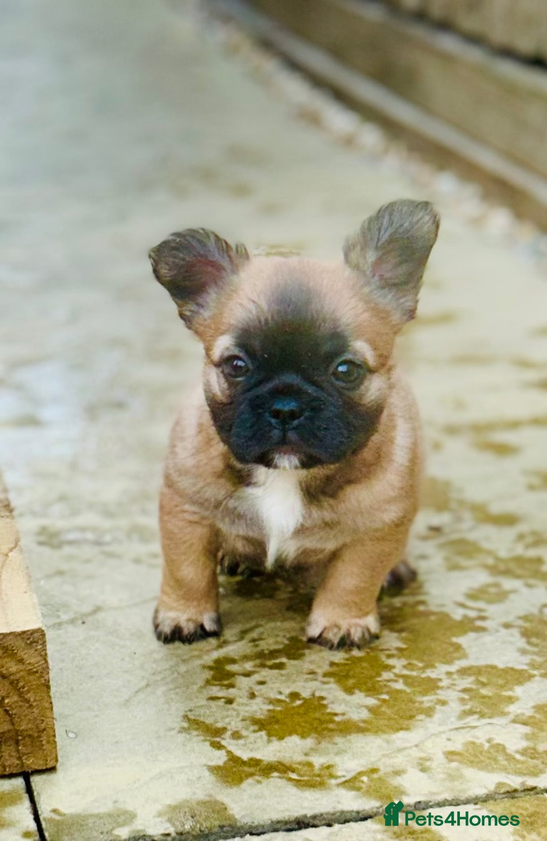 French Bulldog dogs for sale: Full Fluffy KC French bulldog Pupps 2 boys 1 girl  - Image 10