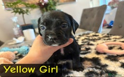 Mixed Breed dogs for sale: Cocker Spaniel cross Labrador - Image 4