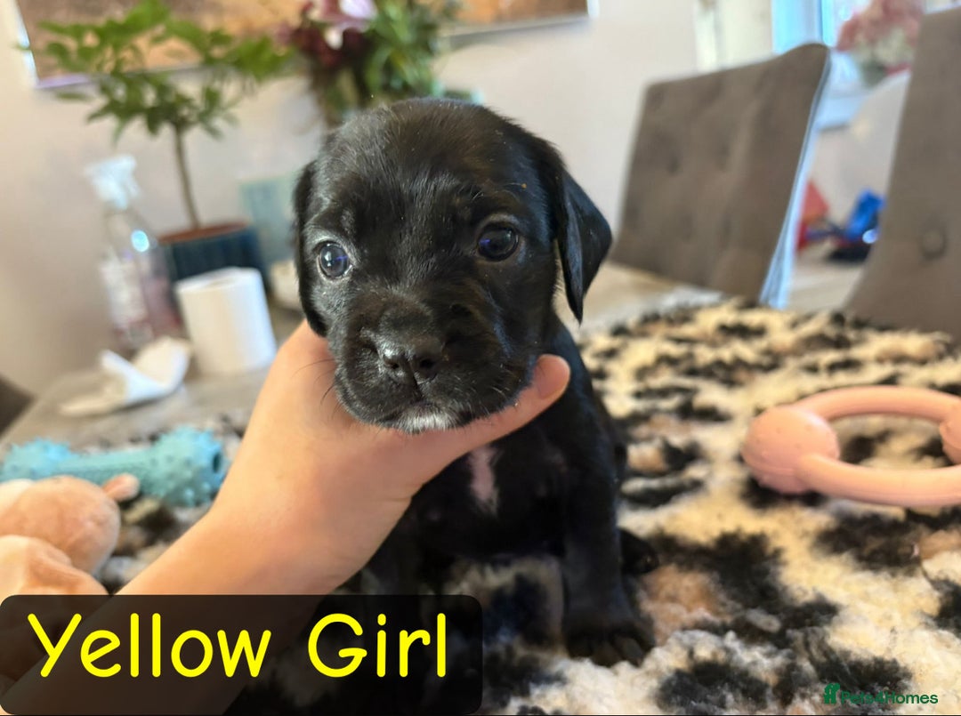 Mixed Breed dogs for sale: Cocker Spaniel cross Labrador - Image 4