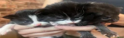 Mixed Breed cats for sale: Beautiful fluffy kittens  - Advert 21