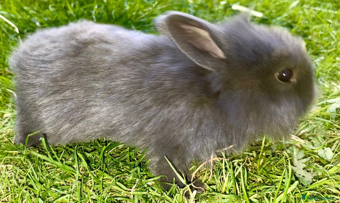 Lionhead rabbits for sale: 4 lionheads available  - Image 2