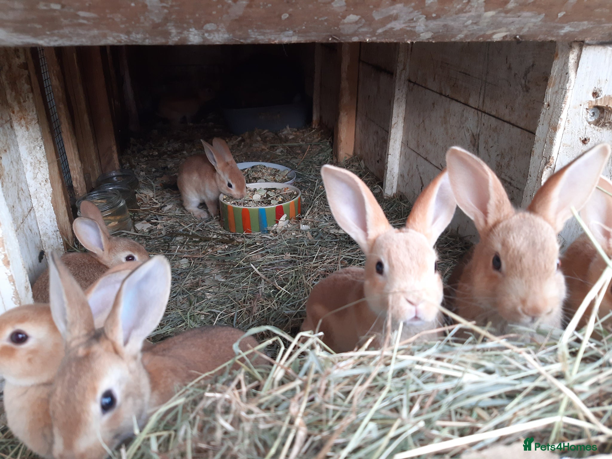 Mixed Breed rabbits Mixed rex and English tame and friendly rabbits - Advert 10