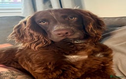 Cocker Spaniel dogs for sale: 6-month old cocker spaniel - Image 2