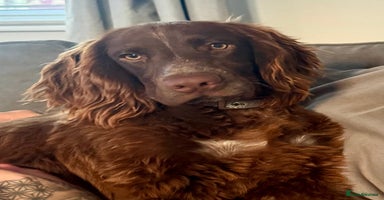 Cocker Spaniel dogs - Advert 3