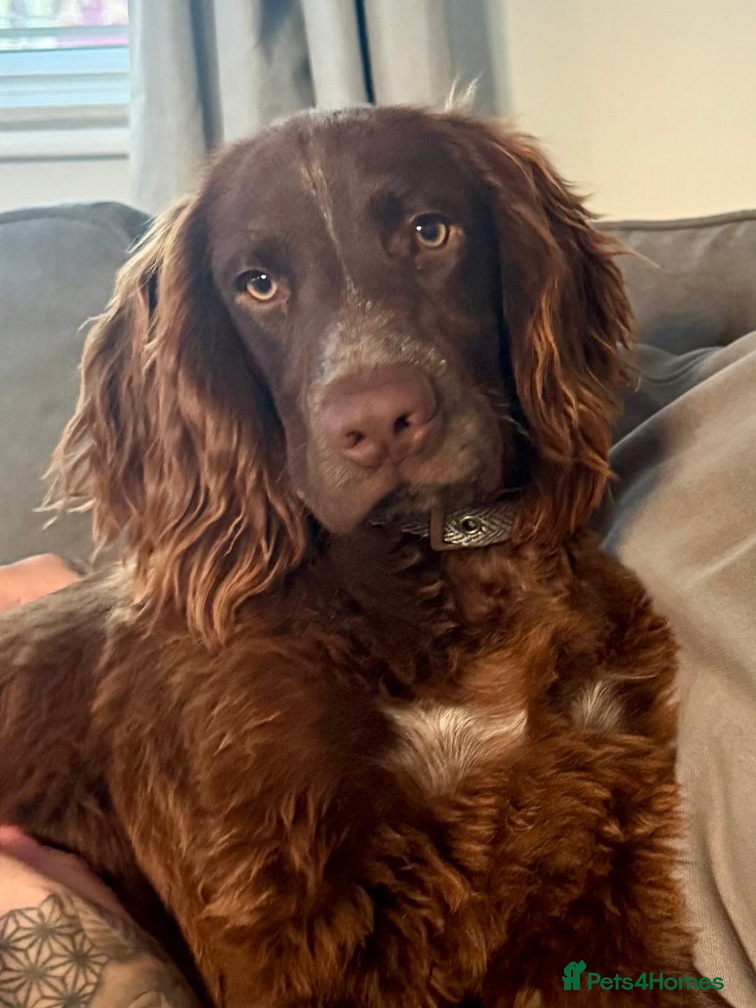 Cocker Spaniel dogs for sale: 6-month old cocker spaniel - Image 2